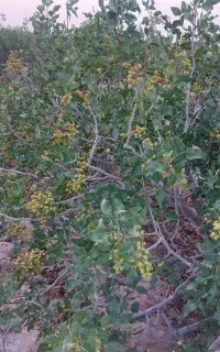 زمین مشجر پسته ای سیریز