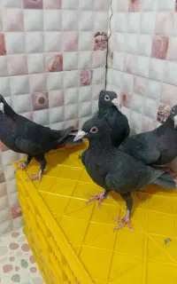 زاغ کلاهی کرمانی اصیل  ماده
