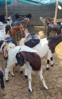 فروش ۵۴راس بز دورگ پاکستانی