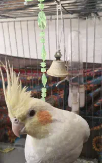 عروس هلندی