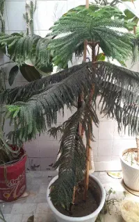کاج مطبق