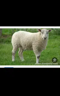 بره نر و ماده