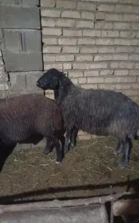 سلام فروش چهار تا شیشک روزگاری