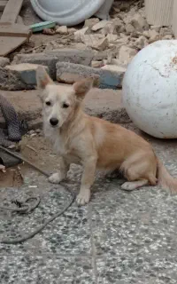 سگ پاکوتاه