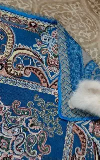 سگ پامر خرسی