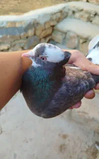 کبوتر شازده