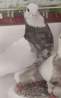 طوق وسینه