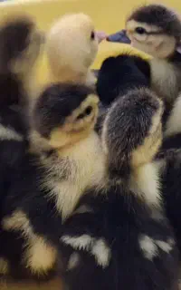 ۱۵ عدد جوجه اردک اسرائیلی ۳ روزه