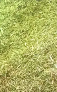 خارشتر خالص