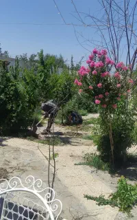 کار های باغبانی  تیلرزنی گل درخت کاری در تمام نقاط