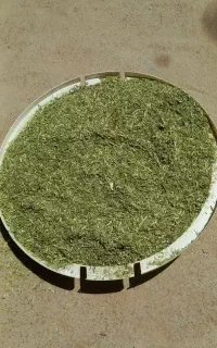 کاه کوبیده یونجه