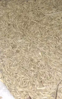 جو محلی دو پر برای کِشت
