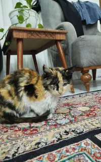 واگذاری گربه رایگان