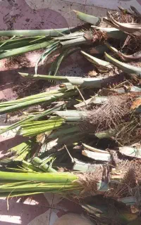 بچه نخل/دیمیت/مجول.تضمینی روی هم دونه ای هفت تمن