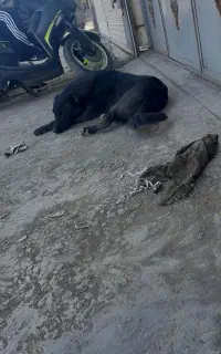 سگ ۱ساله