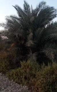پاجوش نخل سعمران .