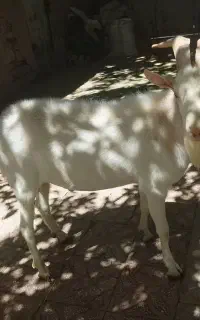 بزسانن نر