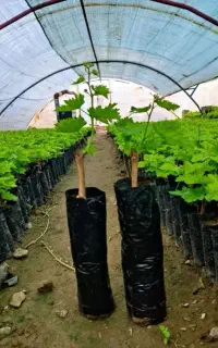 فروش نهال انگور