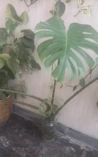 گل وگیاه خانگی