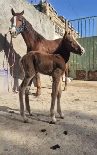 مادیون و کره