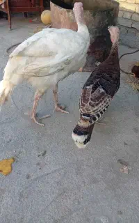 بوقلمون