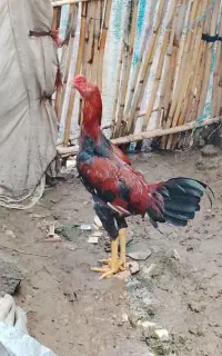 دو عدد خروس لاری