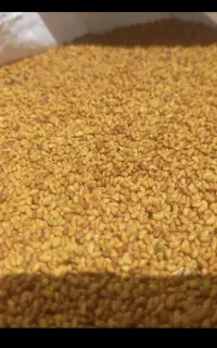 بذر قره یونجه ( پایه بلند ) اصل همدان