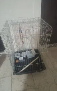 قفس