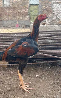 جوجه لاری