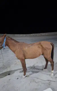 فروش اسب