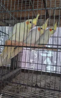 فروش 5 جفت عروس
