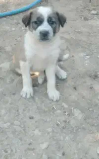 4 عدد توله نژاد خوب