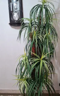 گل مصنوعی آپارتمانی