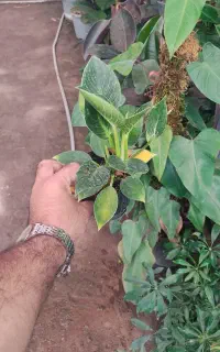 فیلودندرون برکین