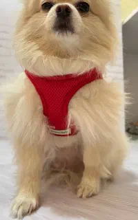 قلاده لباسی در رنگبندی برای سگ و گربه