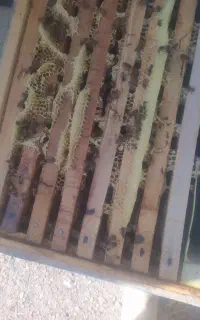 پنج عدد کندو زنبور عسل پرجمعیت به فروش می‌رسد
