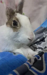 خرگوش باهوش