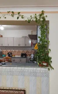 گل و گیاه