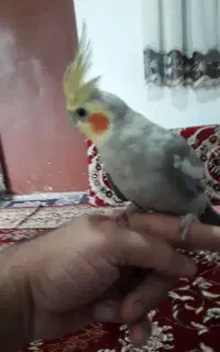 فروش عروس هلندی سخنگو رام دستی