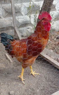 خروس محلی جوان