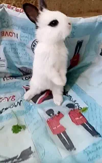 حراج بچه خرگوش