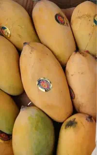 انبه درجه1پاکستان رسید