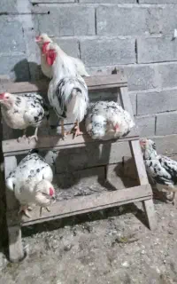 جوجه،مرغ،خروس،نژاد گلین لری