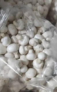 فروش کمپوست مصرف شده قارچ