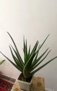 گل آلوئورا