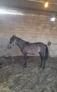 کره اسب یکساله