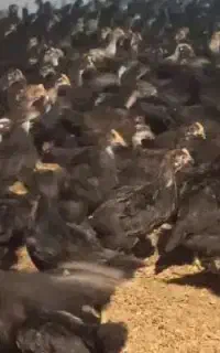 مرغ جوجه بومی بلک استار گلپایگانی۱ماهه
