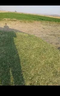 یونجه پرگل