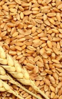 خرید و فروش گندم