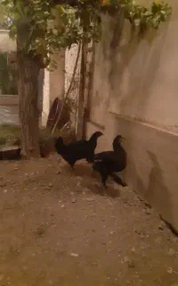 جوجه لاری فروشی